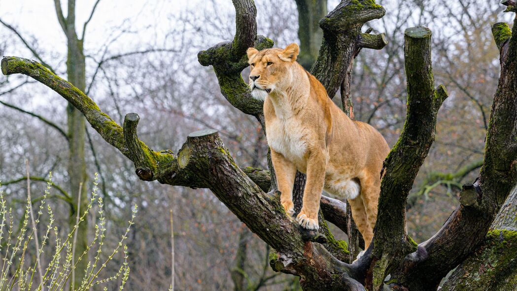 母狮 姿势 树 捕食者 大猫 4k壁纸 3840x2160