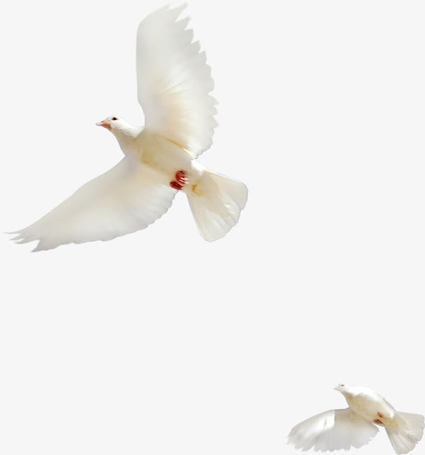 国庆节白色鸽子和平鸽