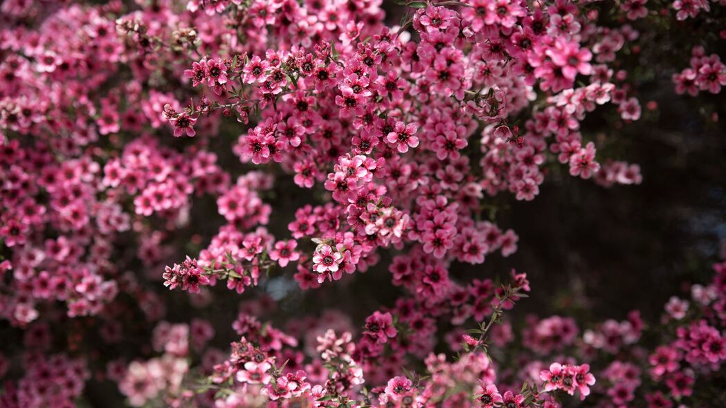  leptospermum 花 花瓣 粉红色 春季 4k壁纸 3840x2160
