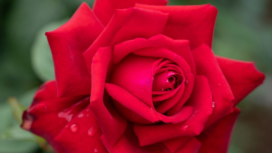 玫瑰 花瓣 红色 水滴 雨 模糊 4k壁纸 3840x2160