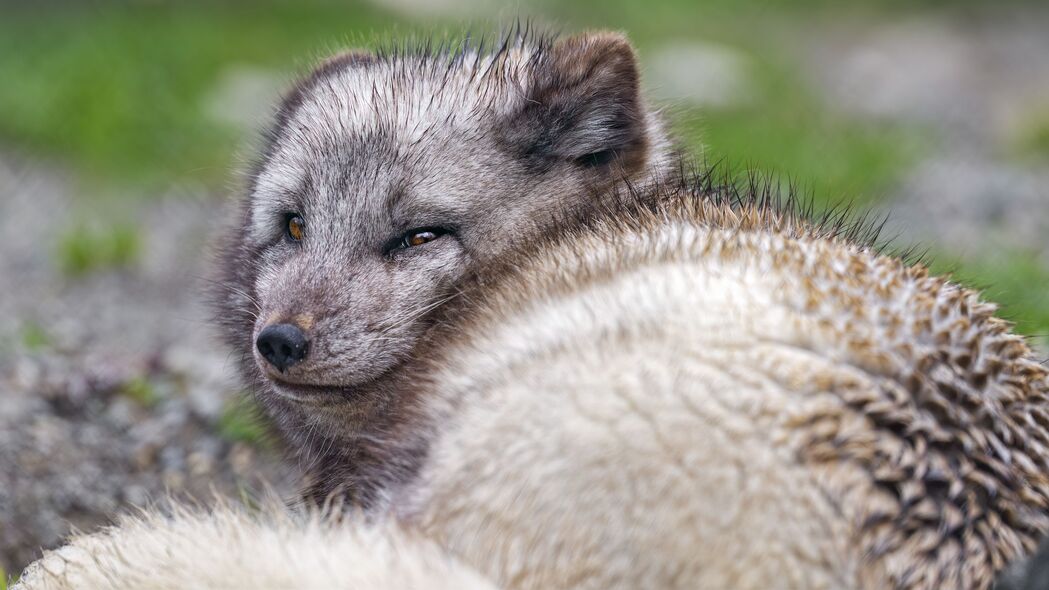 北极狐 捕食者 动物 野生 4k壁纸 3840x2160