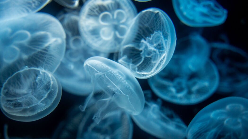 水母 透明 蓝色 水 深度 4k壁纸 3840x2160