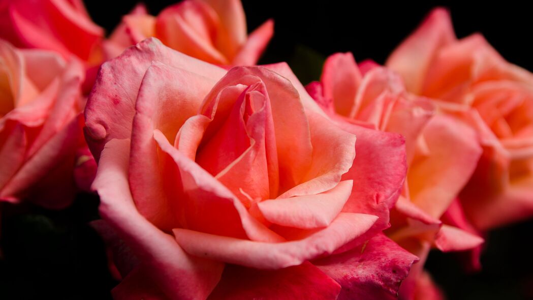 玫瑰 花 花瓣 粉红色 微距 花蕾 4k壁纸 3840x2160