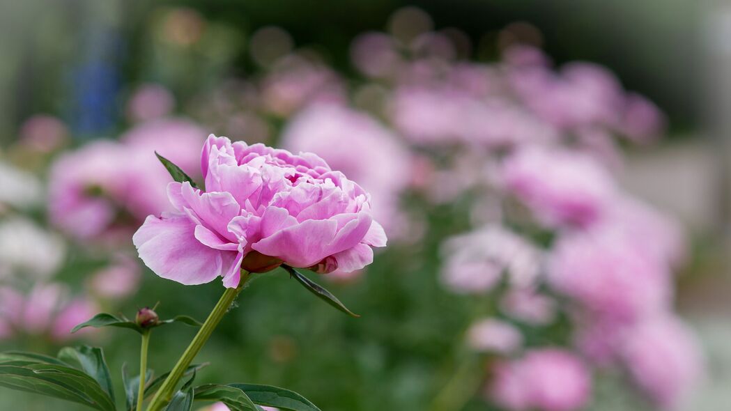 牡丹芽花叶模糊美景，超高清4K壁纸，3840x2160分辨率，免费下载