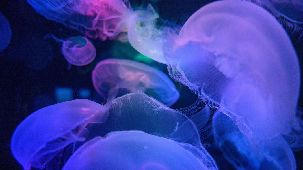 水母 海底世界 蓝色 透明 4k壁纸 3840x2160