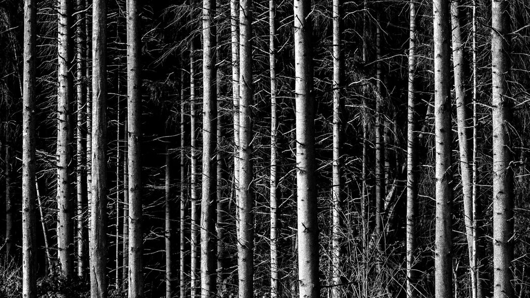 树 树枝 森林 深色 4k壁纸 3840x2160