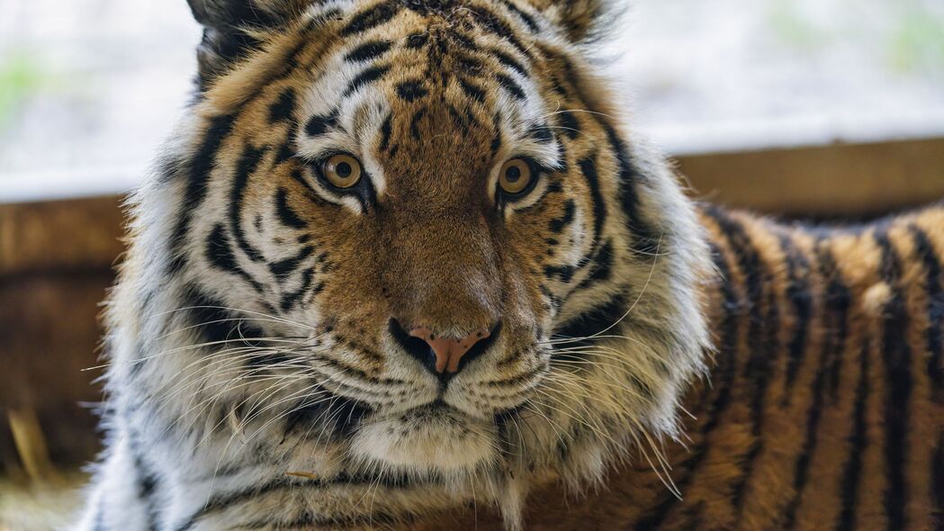 老虎 动物 条纹 大猫 捕食者 4k壁纸 3840x2160