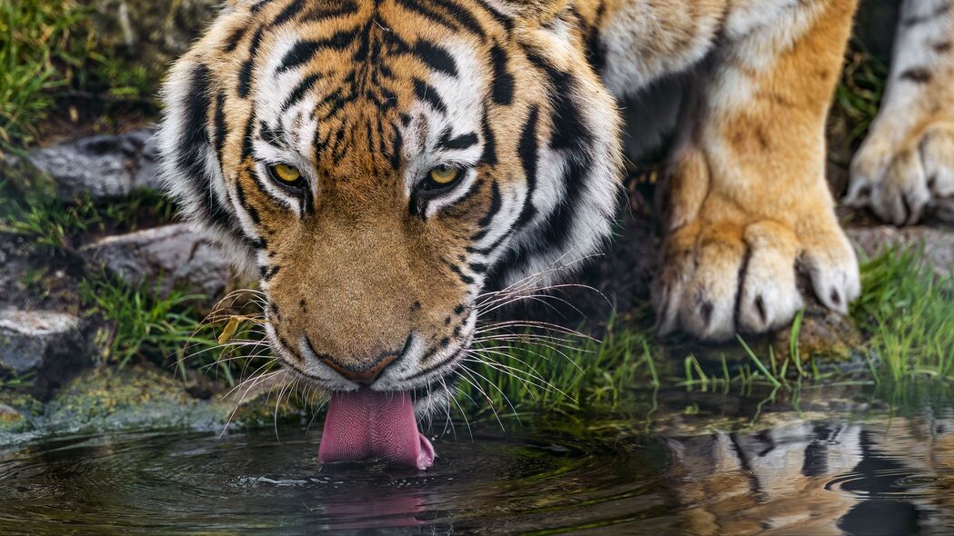 老虎 突出的舌头 捕食者 大猫 野生 4k壁纸 3840x2160