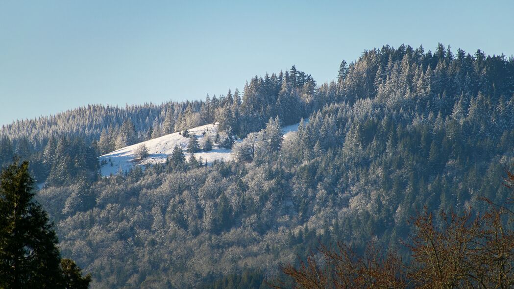 山丘 山 斜坡 树木 森林 冬天 风景 4k壁纸 3840x2160