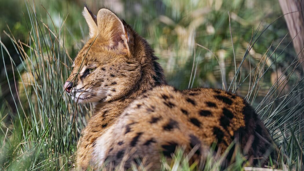  serval 大猫 捕食者 野生 草 4k壁纸 3840x2160