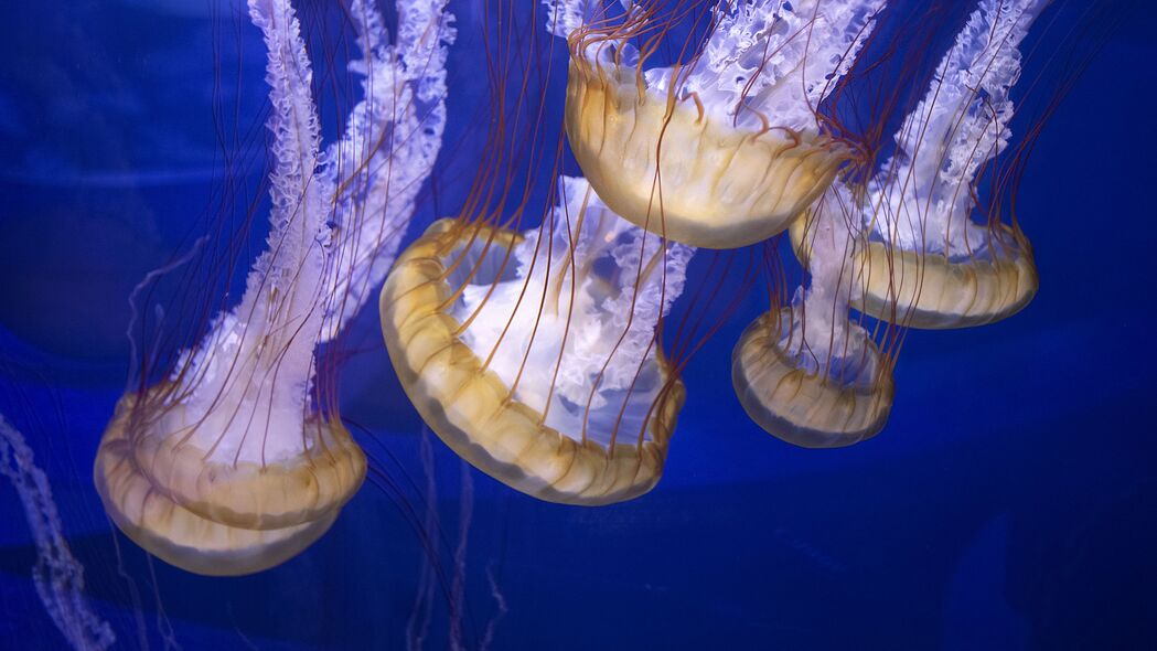 触手 水母 海底世界 蓝色背景 4k壁纸 3840x2160