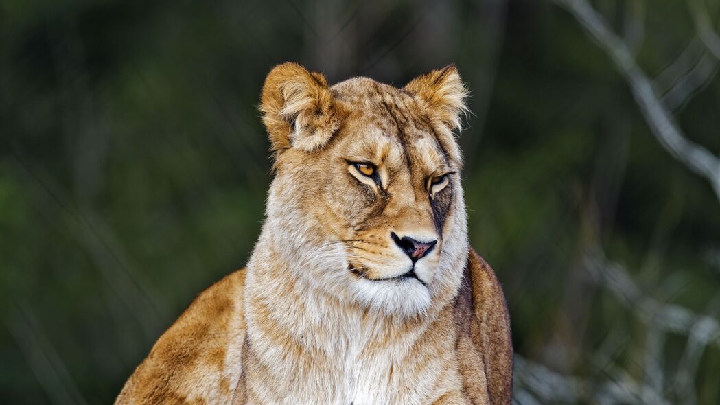 母狮 大猫 野生 捕食者 4k壁纸 3840x2160