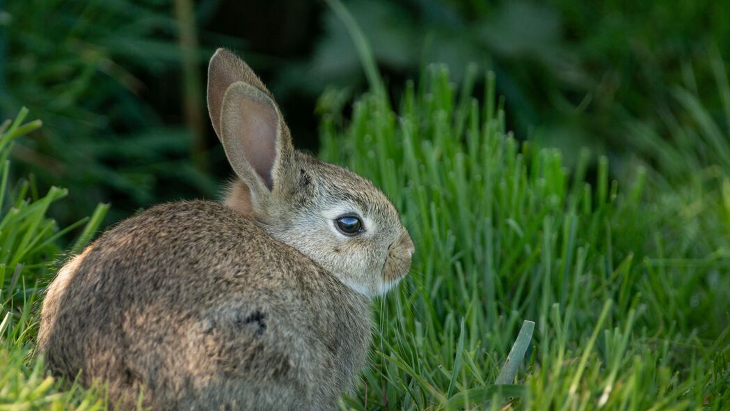 兔子 耳朵 动物 草 可爱的 4k壁纸 3840x2160