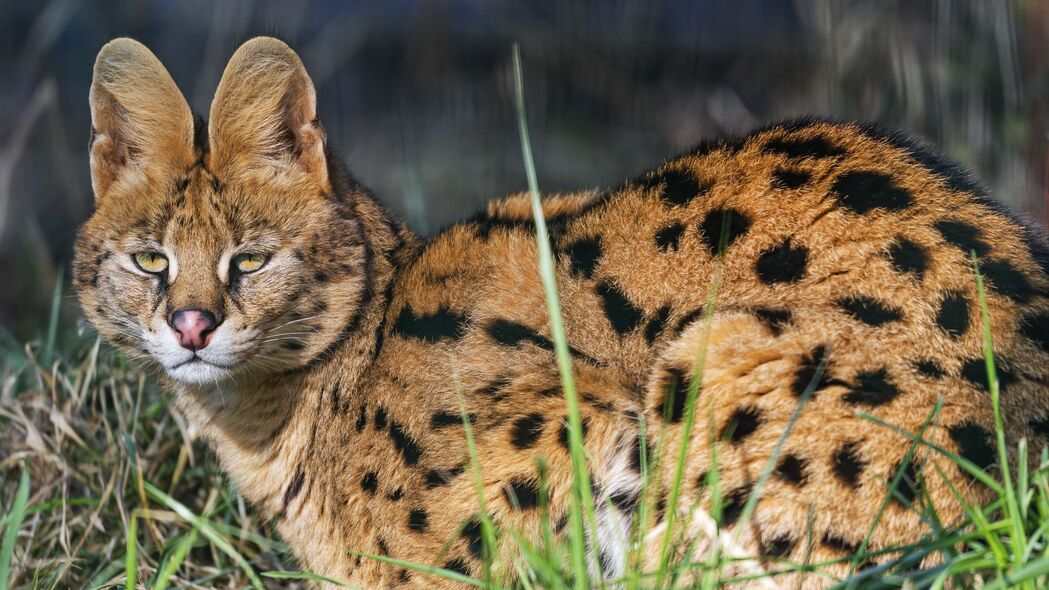  serval 野猫 捕食者 动物 耳朵 4k壁纸 3840x2160