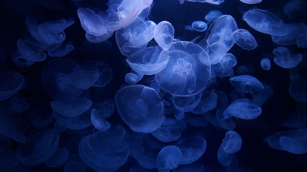 水母 蓝色 水下 透明 4k壁纸 3840x2160