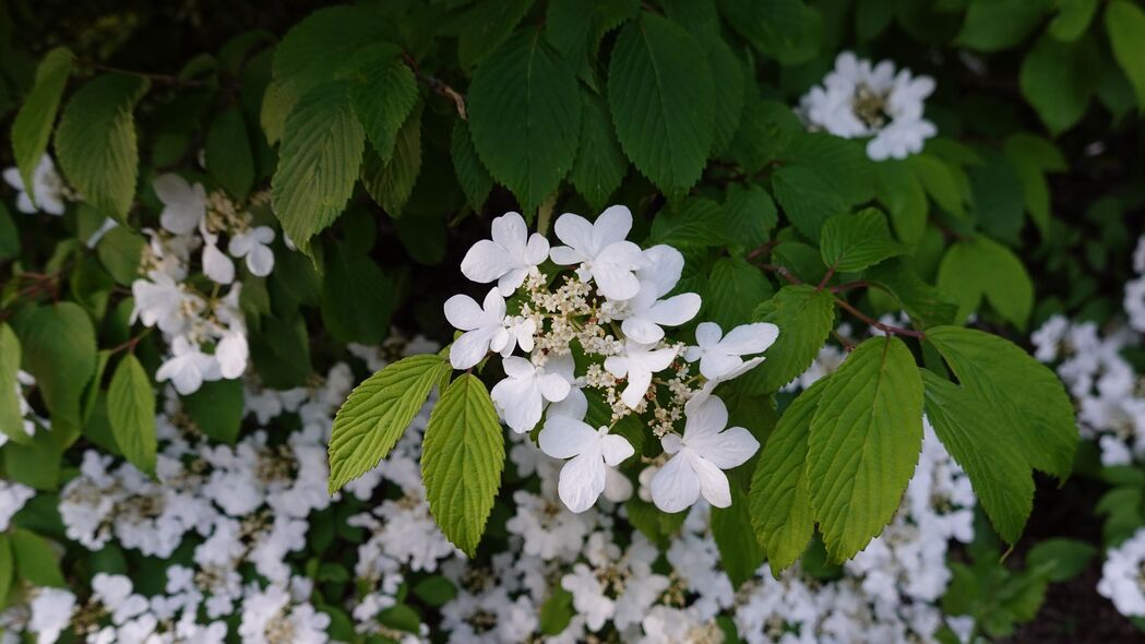  viburnum 花 花瓣 叶子 春季 4k壁纸 3840x2160