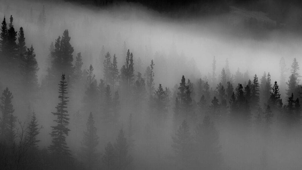 森林 树木 雾 深色 4k壁纸 3840x2160