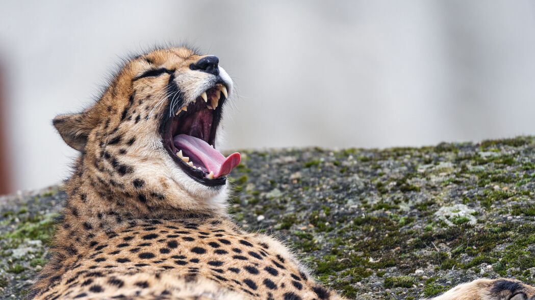 猎豹 野生动物 捕食者 大猫 突出的舌头 4k壁纸 3840x2160
