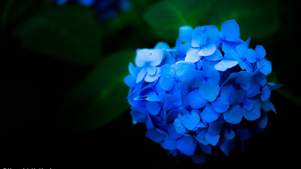 绣球花 花朵 花瓣 蓝色 4k壁纸 3840x2160