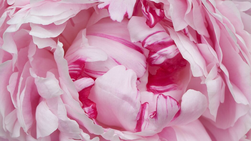 花瓣 粉红色 牡丹 花朵 宏观 4k壁纸 3840x2160