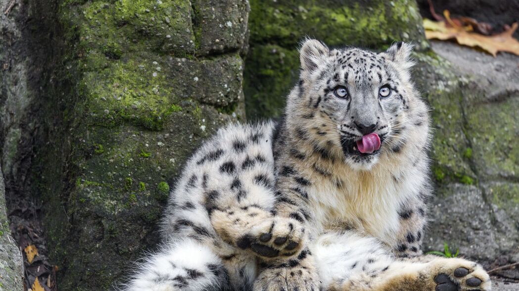 雪豹 大猫 捕食者 姿态 突出的舌头 4k壁纸 3840x2160