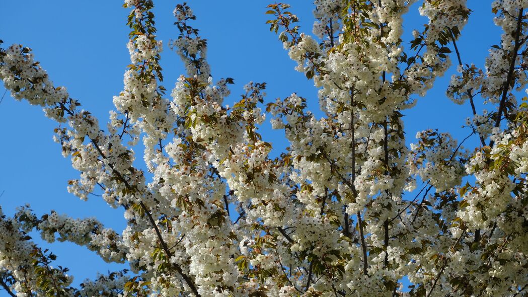 花朵 树枝 春天 白色 4k壁纸 3840x2160