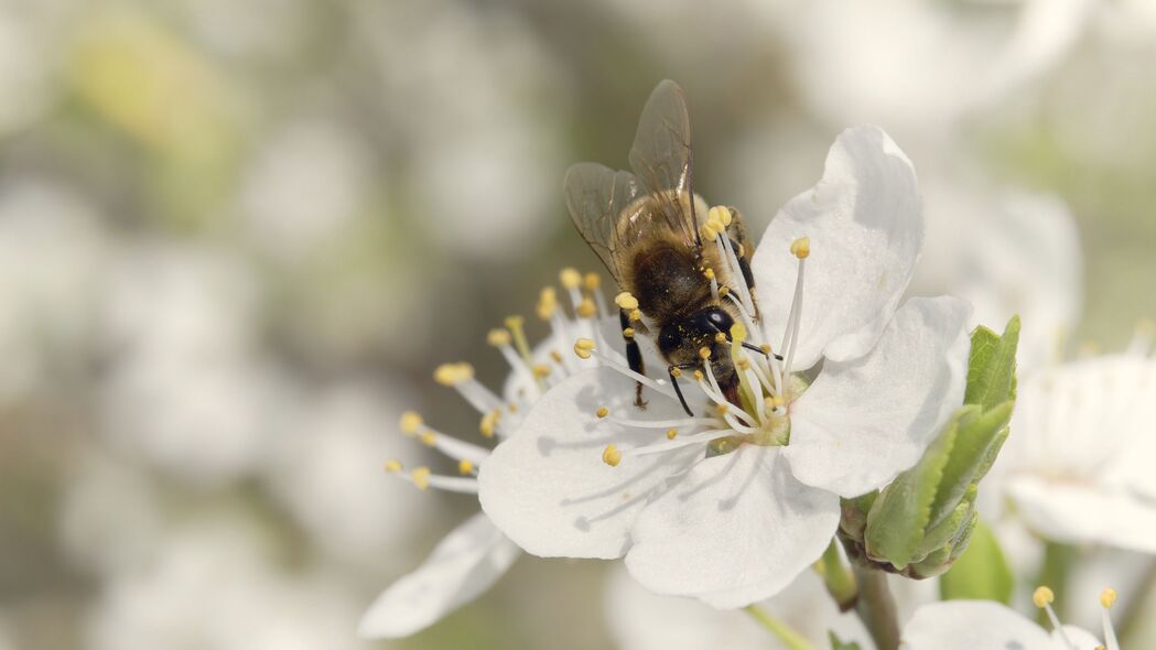 蜜蜂 花朵 白色 微距 春季 4k壁纸 3840x2160