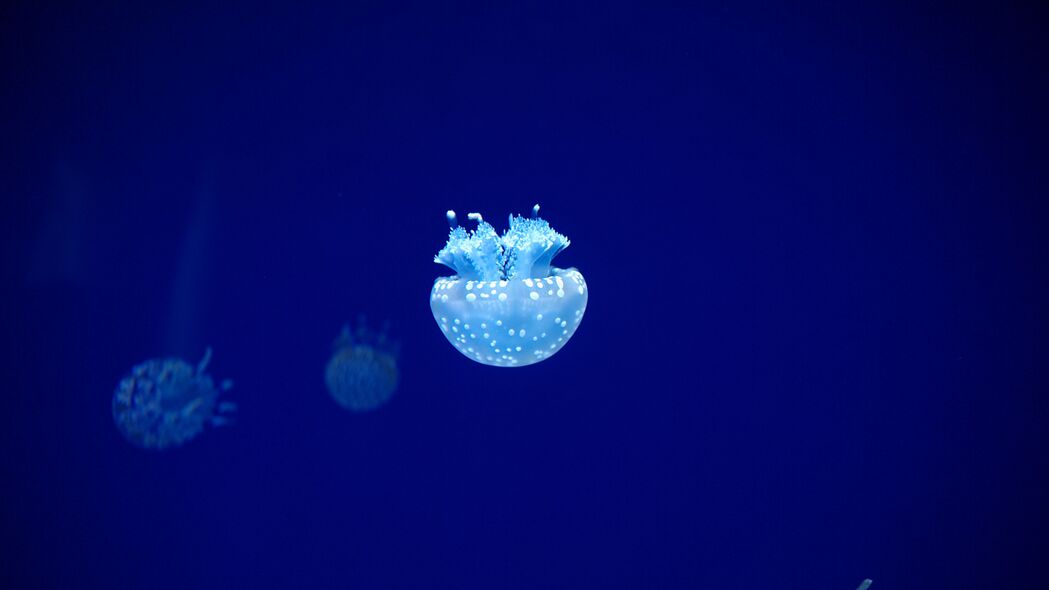 水母 触手 水下世界 蓝色 发光 4k壁纸 3840x2160