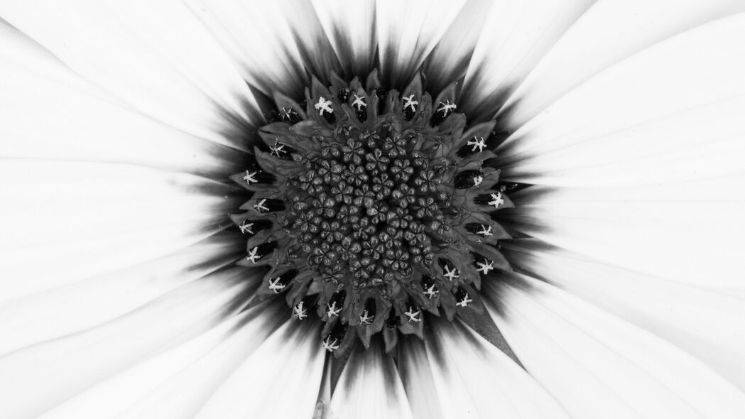 花粉 花朵 微距 白色 4k壁纸 3840x2160