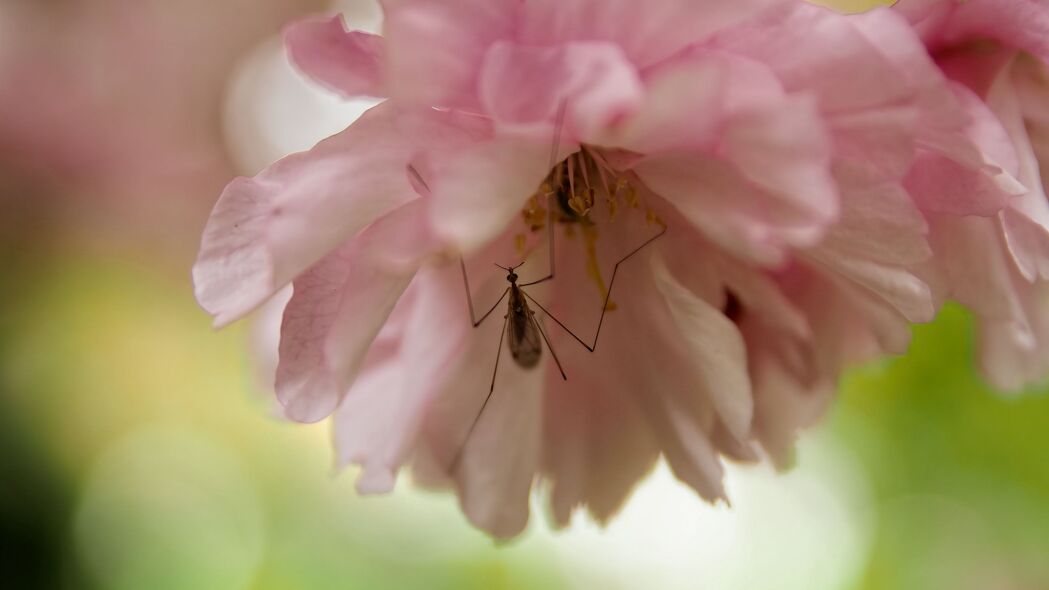 昆虫 花 粉红色 宏观 4k壁纸 3840x2160