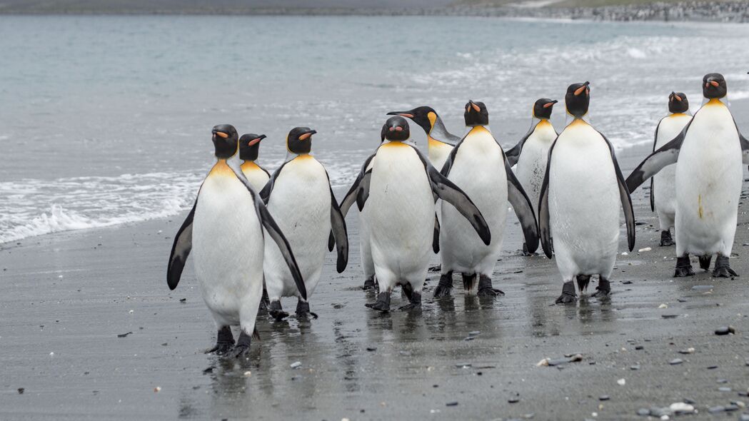 企鹅 鸟类 海岸 野生动物 4k壁纸 3840x2160