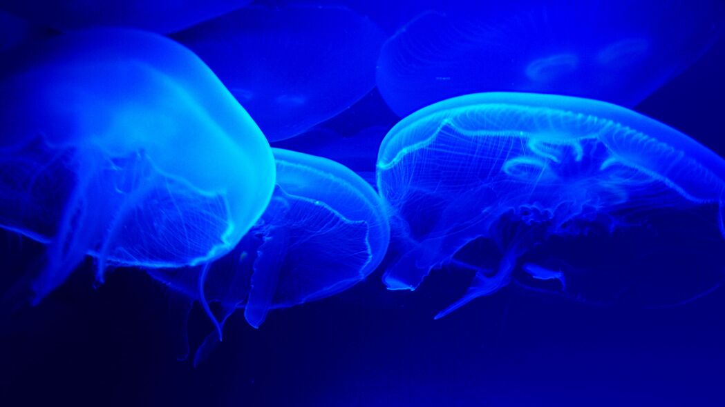 水母 蓝色 触手 海底世界 4k壁纸 3840x2160