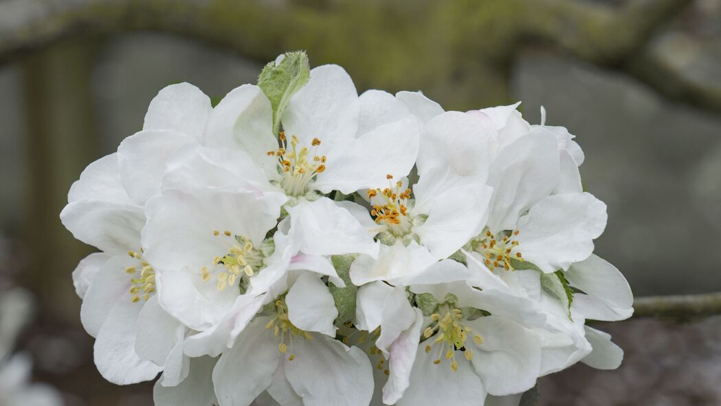 苹果树花朵 花朵 苹果树 花瓣 白色 春季 4k壁纸 3840x2160