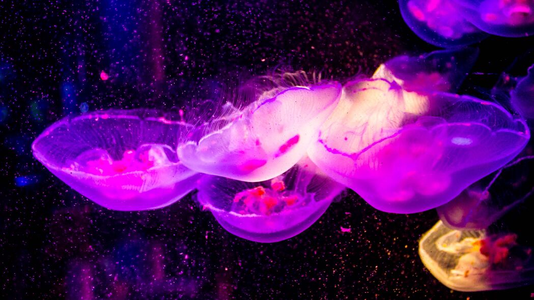 水母 透明 水下世界 紫色 4k壁纸 3840x2160