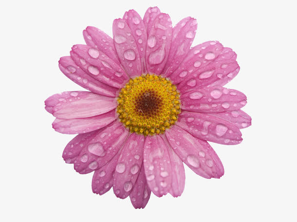 粉色的带有水珠的花