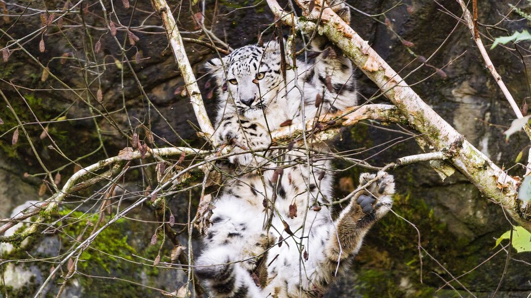 雪豹 大猫 捕食者 树 树枝 4k壁纸 3840x2160