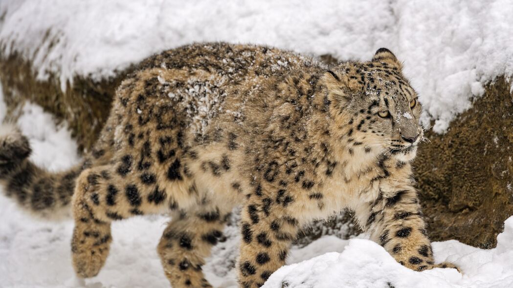 雪豹 大猫 捕食者 冬天 雪 运动 4k壁纸 3840x2160