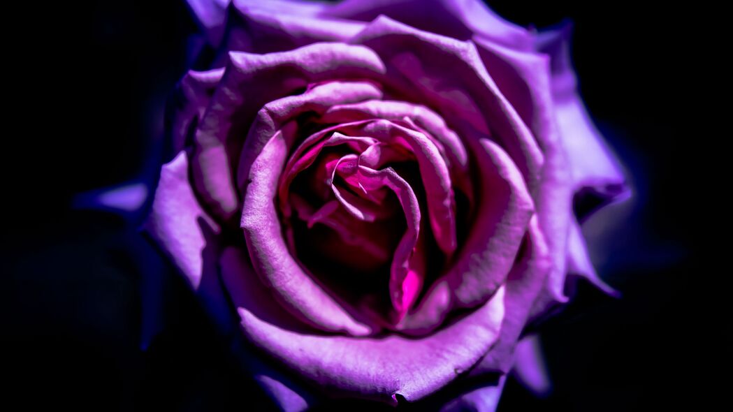 玫瑰 花 紫色 微距 花瓣 4k壁纸 3840x2160