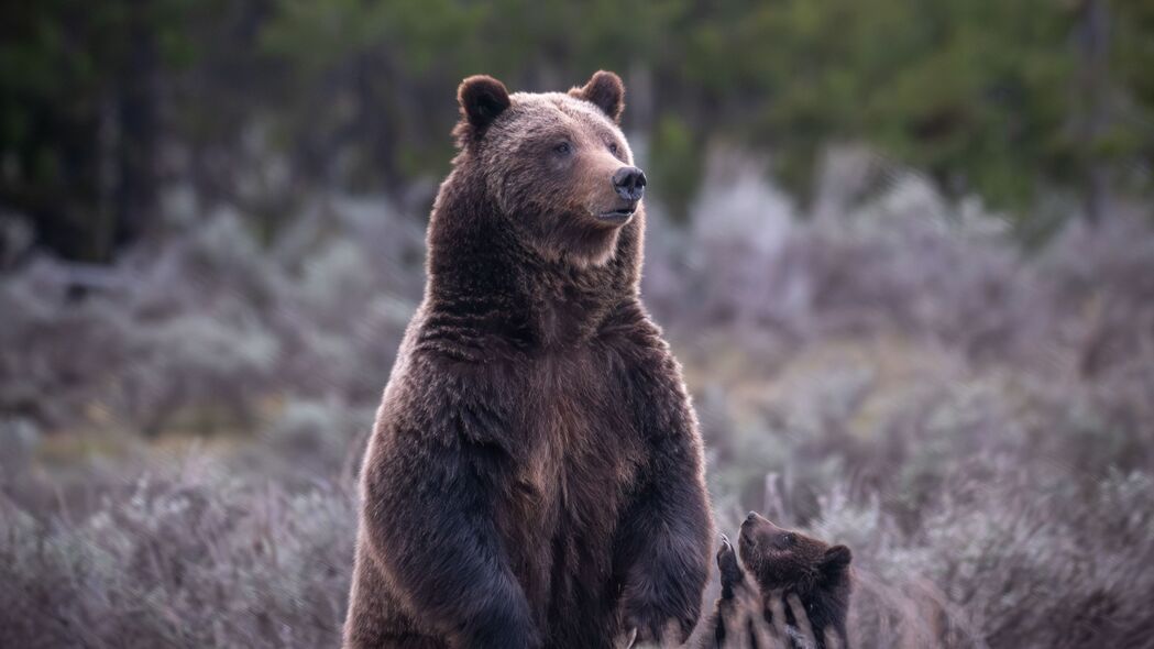 熊 幼崽 动物 野生动物 4k壁纸 3840x2160