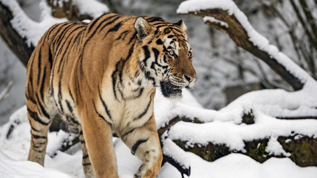老虎 运动 捕食者 大猫 冬天 雪 4k壁纸 3840x2160