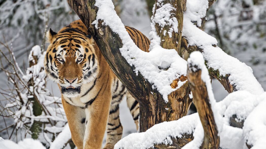 老虎 捕食者 动物 大猫 雪 树 4k壁纸 3840x2160