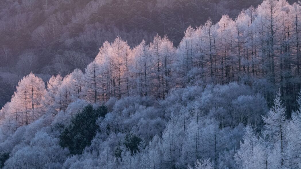 树木 森林 霜冻 冬天 寒冷的 4k壁纸 3840x2160