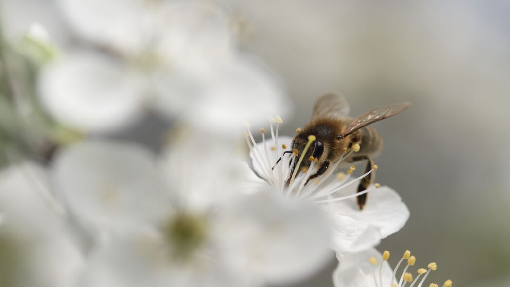 大黄蜂 花 花粉 白色 模糊 宏观 4k壁纸 3840x2160