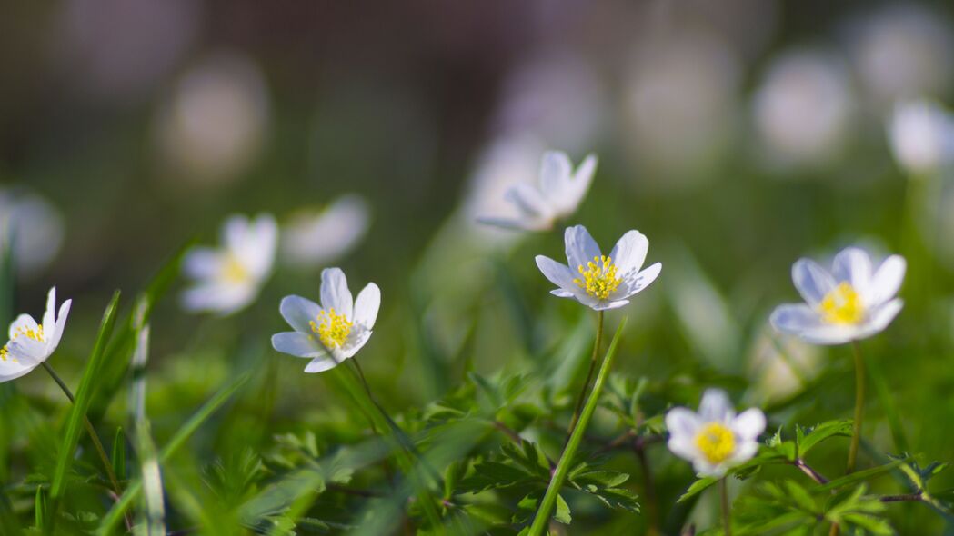 春天海葵绽放，花瓣草茵，超清4K壁纸3840x2160，高清下载尽享