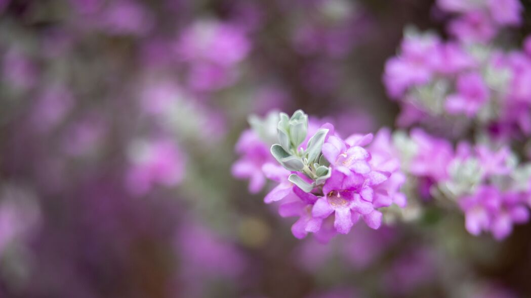 白叶 花 花序 紫色 春季 4k壁纸 3840x2160