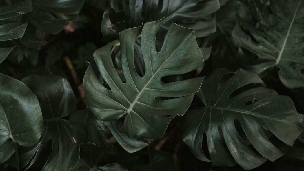  monstera 植物 叶子 深色 绿色 4k壁纸 3840x2160