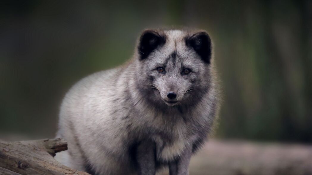 北极狐 捕食者 野生动物 动物 灰色 4k壁纸 3840x2160