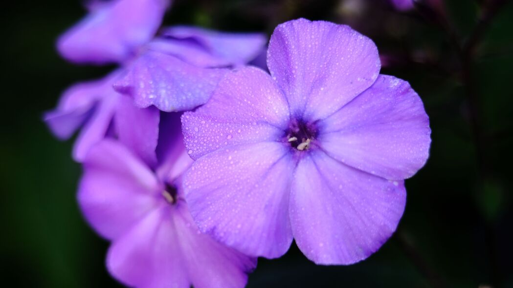 福禄考 花 花瓣 紫色 微距 水滴 4k壁纸 3840x2160