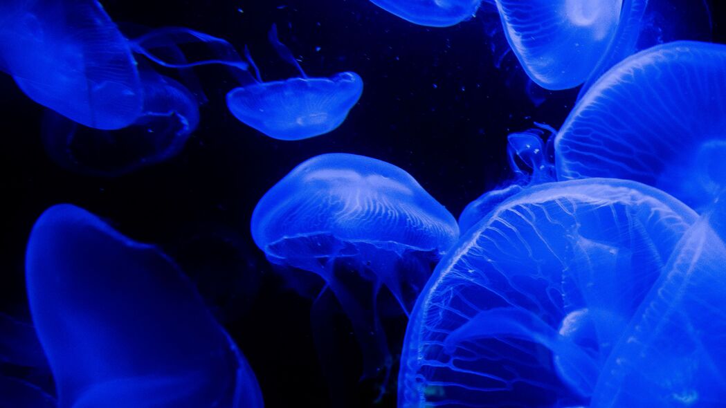 水母 触手 海底世界 蓝色 黑暗 4k壁纸 3840x2160