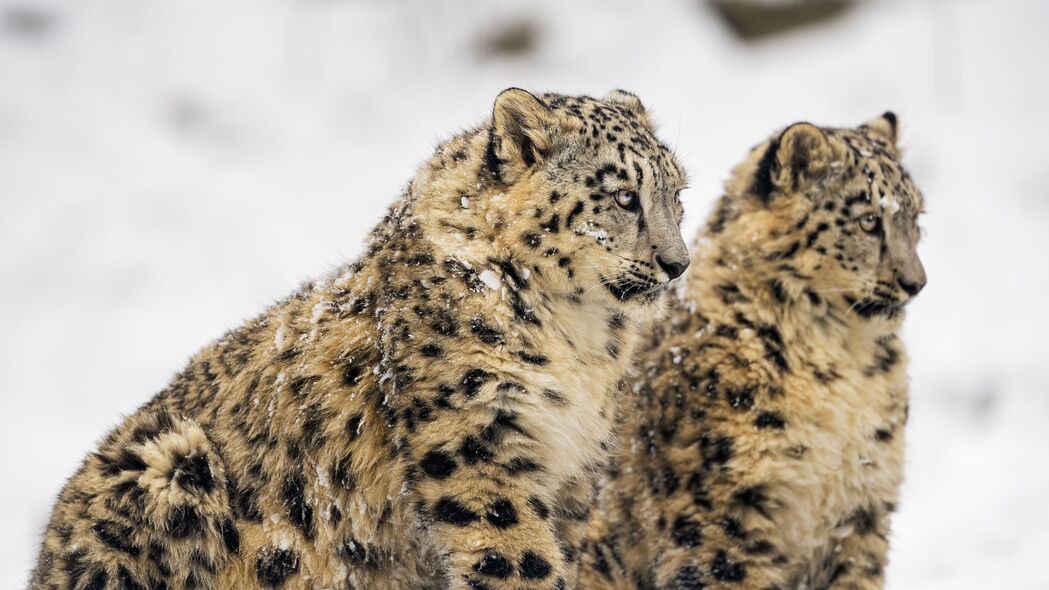 雪豹 大猫 捕食者 冬天 雪 4k壁纸 3840x2160